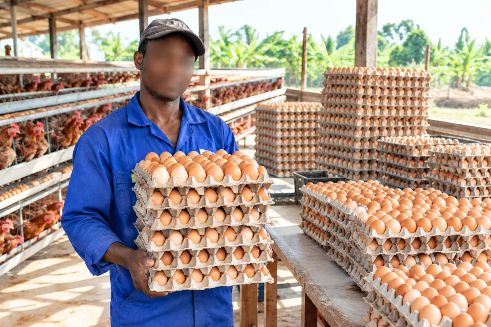 Fresh farm eggs at Jan-non Farm