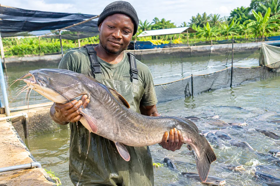 catfishes in farm pond