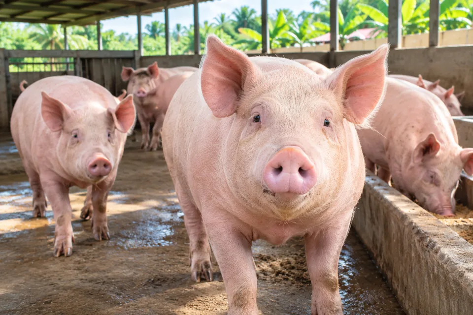 Healthy Nigerian Big Pigs