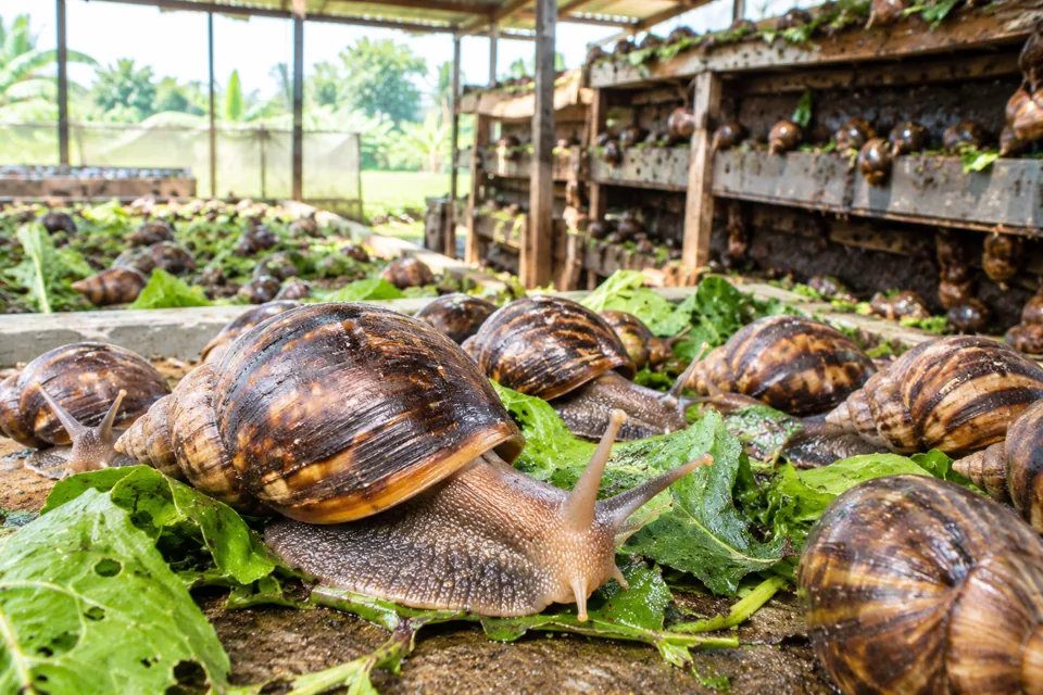 Well-reared Nigerian giant snail